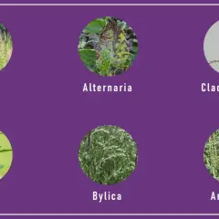 Komosa, Alternaria, Cladosporium, Byllica i Ambrozja – to rośliny, które teraz pyli, wywołując alergie.