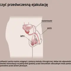 Ilustracja układu rozrodczego męskiego z opisami: jądra, nasieniowód, penis. Tekst wspomina o metodach leczenia przedwczesnego wytrysku.