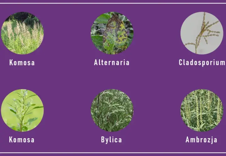 Komosa, Alternaria, Cladosporium, Byllica i Ambrozja – to rośliny, które teraz pyli, wywołując alergie.