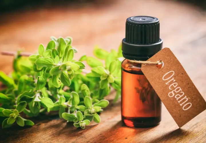 Butelka olejku z oregano i gałązka tej rośliny na drewnianym tle. Olejek z oregano na co? Na zdrowie!
