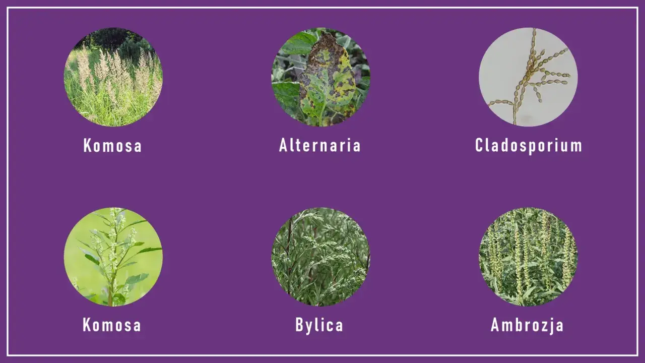 Komosa, Alternaria, Cladosporium, Byllica i Ambrozja – to rośliny, które teraz pyli, wywołując alergie.