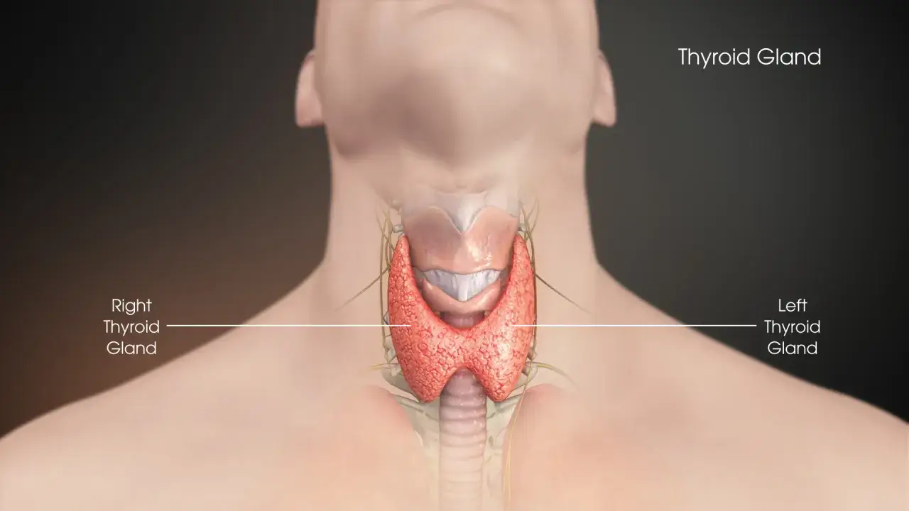 Anatomia tarczycy. Powiększona tarczyca może powodować uczucie jakby coś stało w gardle przy przełykaniu śliny.