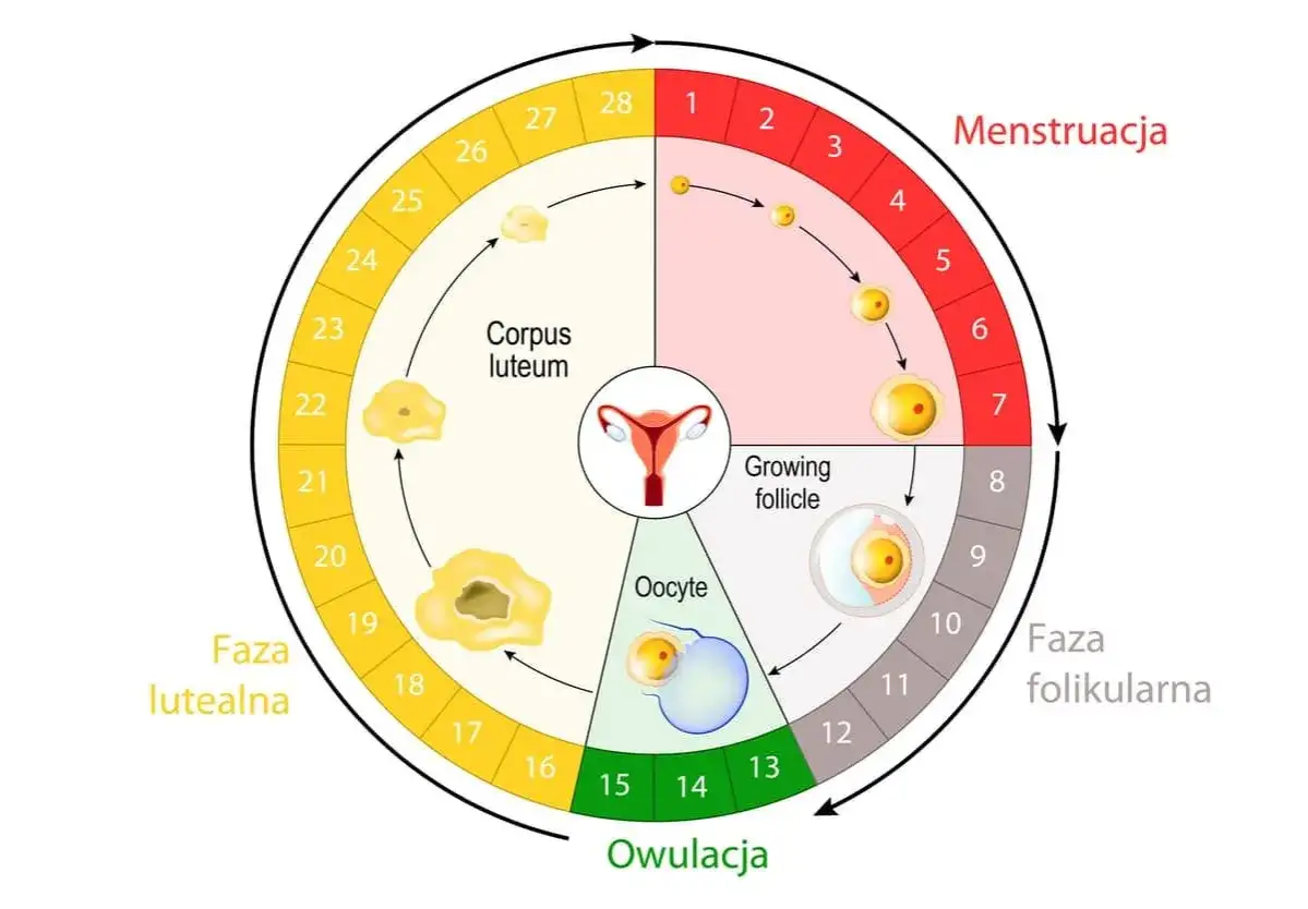Cykl menstruacyjny: faza folikularna, owulacja, faza lutealna. Zrozumienie cyklu pomaga określić, ile może się spóźniać okres.